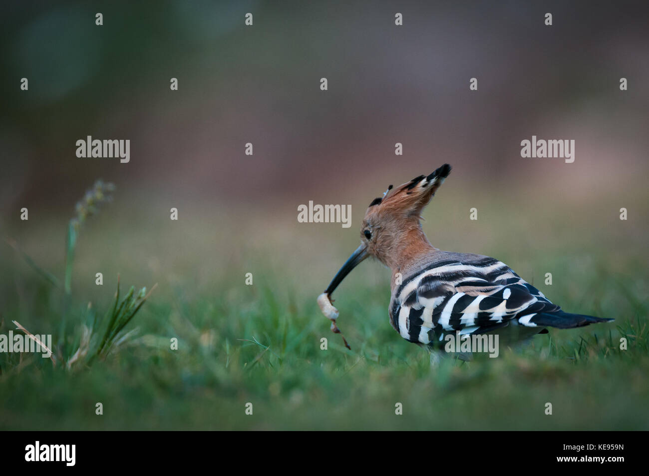 Hoopoe bird searching for worms in the fresh grass Stock Photo