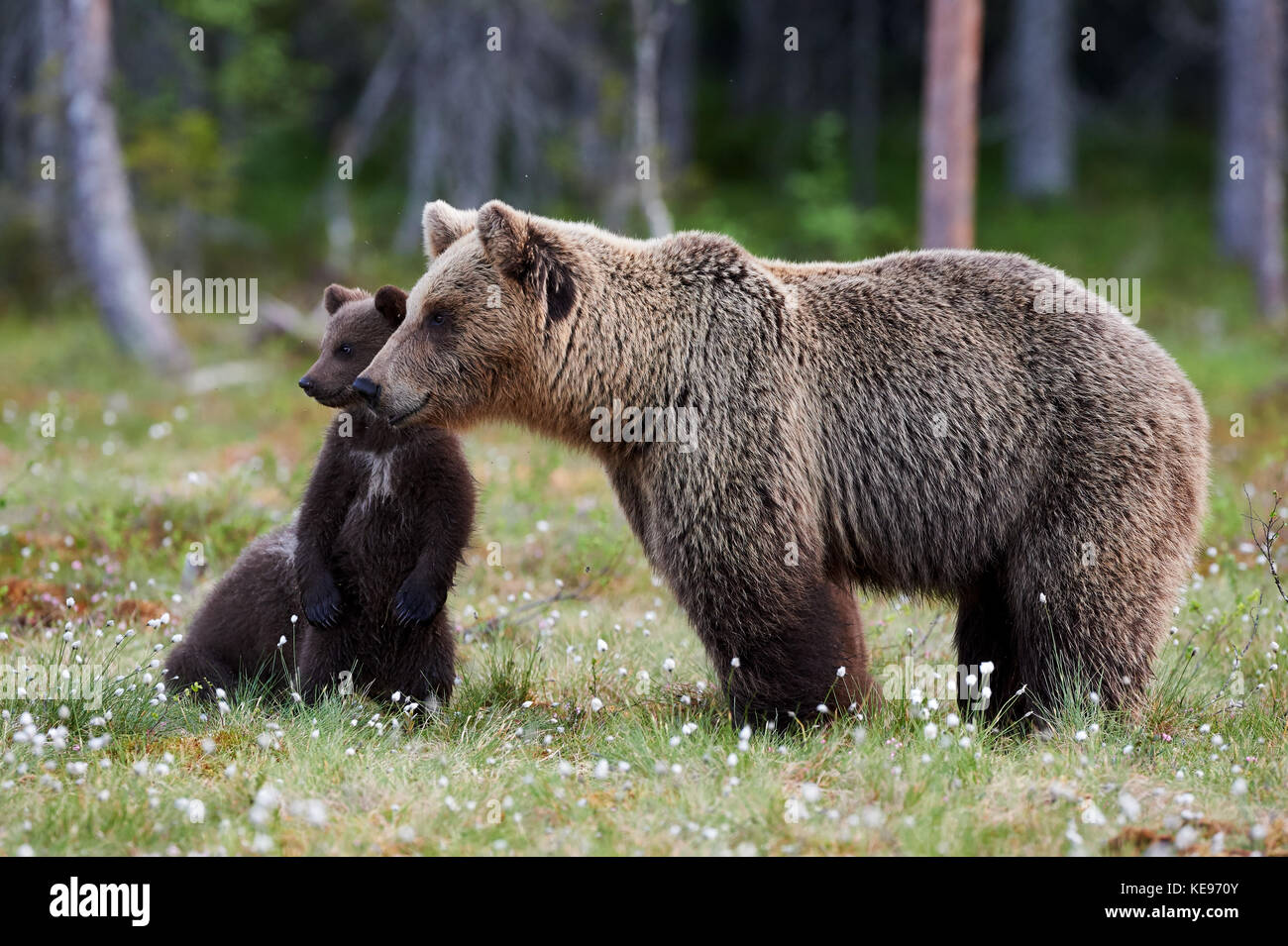 Brown bear cubs standing and her mom close Stock Photo - Alamy