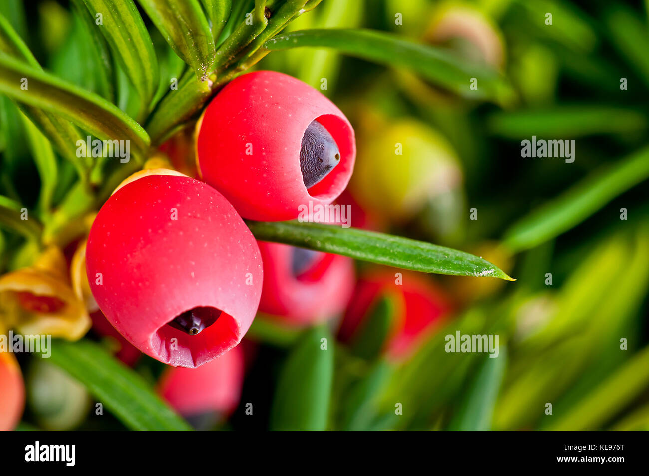 Yew twig close-up of ripe fruits closeup Stock Photo