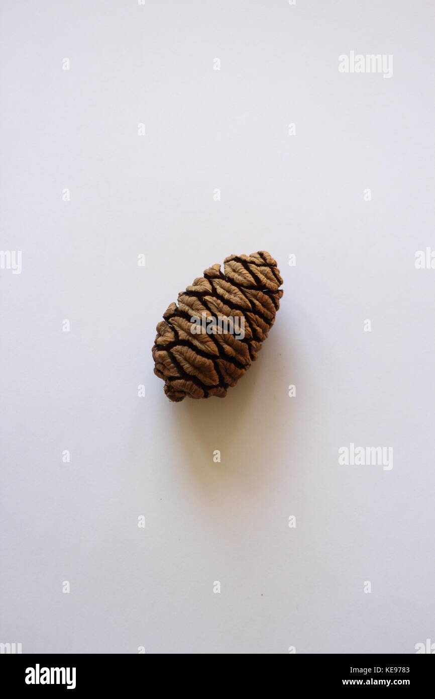 Sequoia pine cone centered with white background for a nice clear picture with high quality detail on the cone. Stock Photo