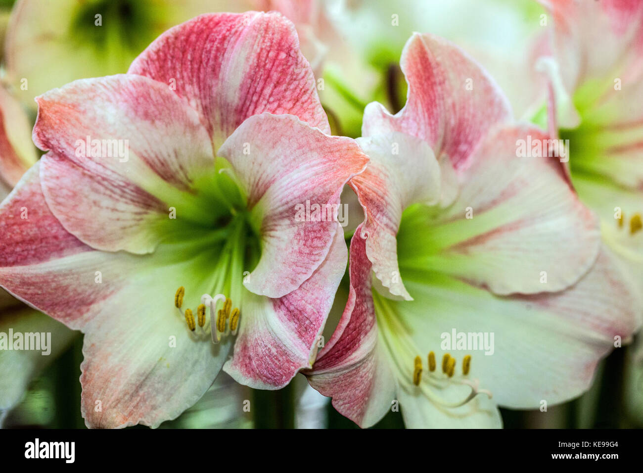 Hippeastrum 'Apple Blossom' Amaryllis Stock Photo