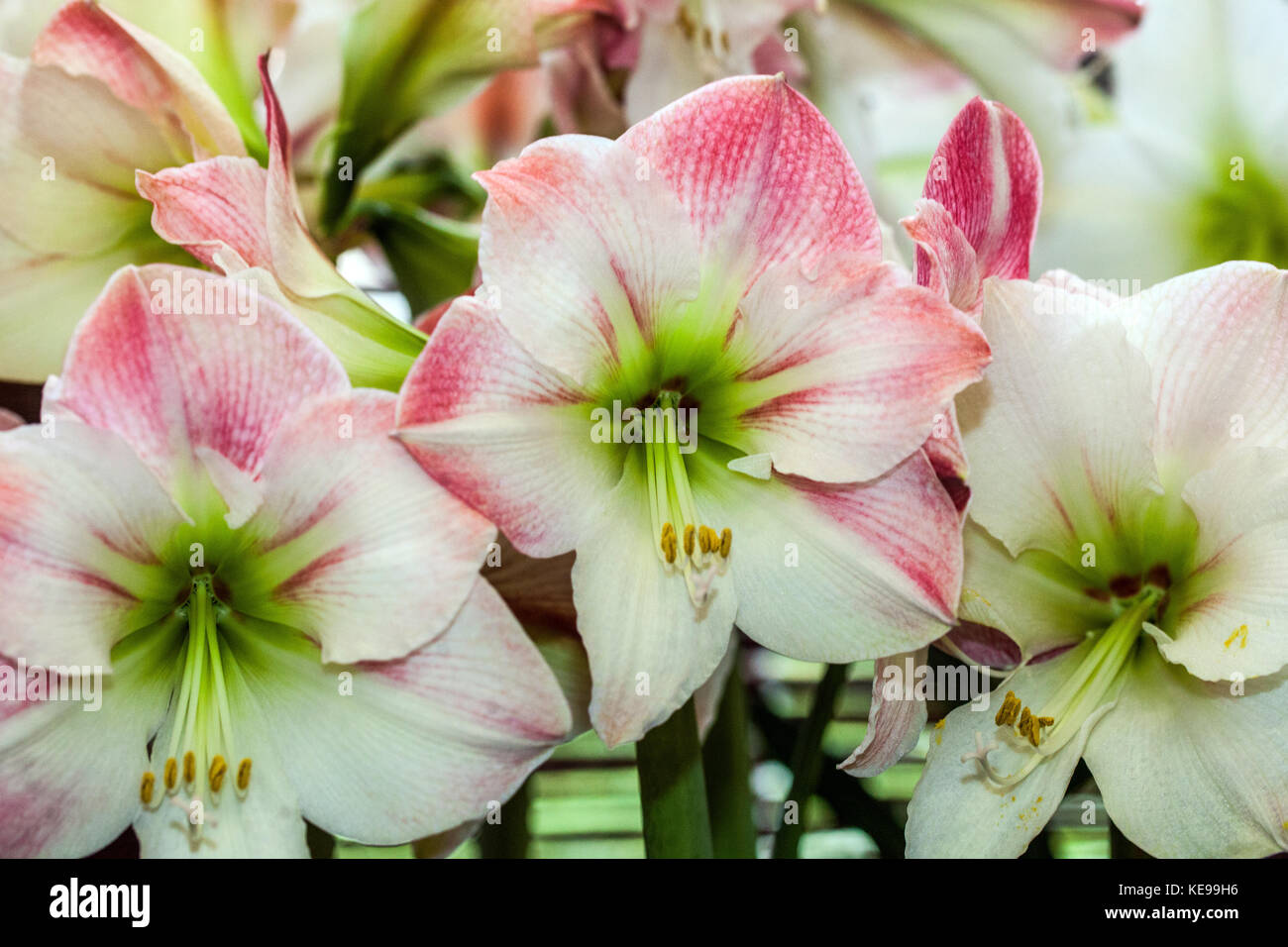 Hippeastrum Amarylis 'Apple Blossom' Stock Photo