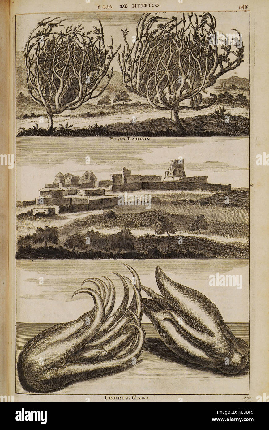 Rosa de Hyerico (148), Buon Ladron (149), Cedri di Gaza (150)   Bruyn Cornelis De   1714 Stock Photo