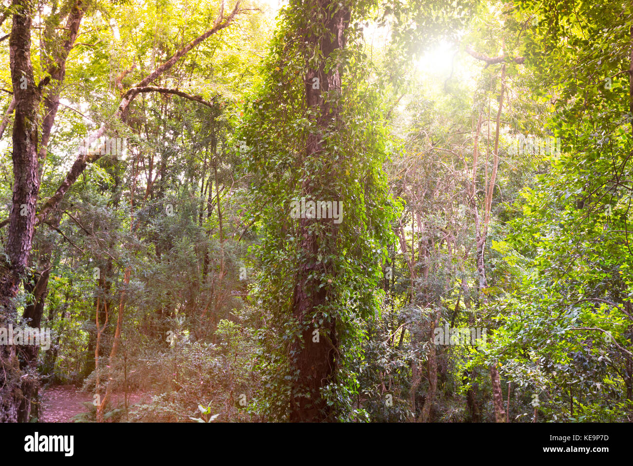 Native trees chile hi-res stock photography and images - Alamy