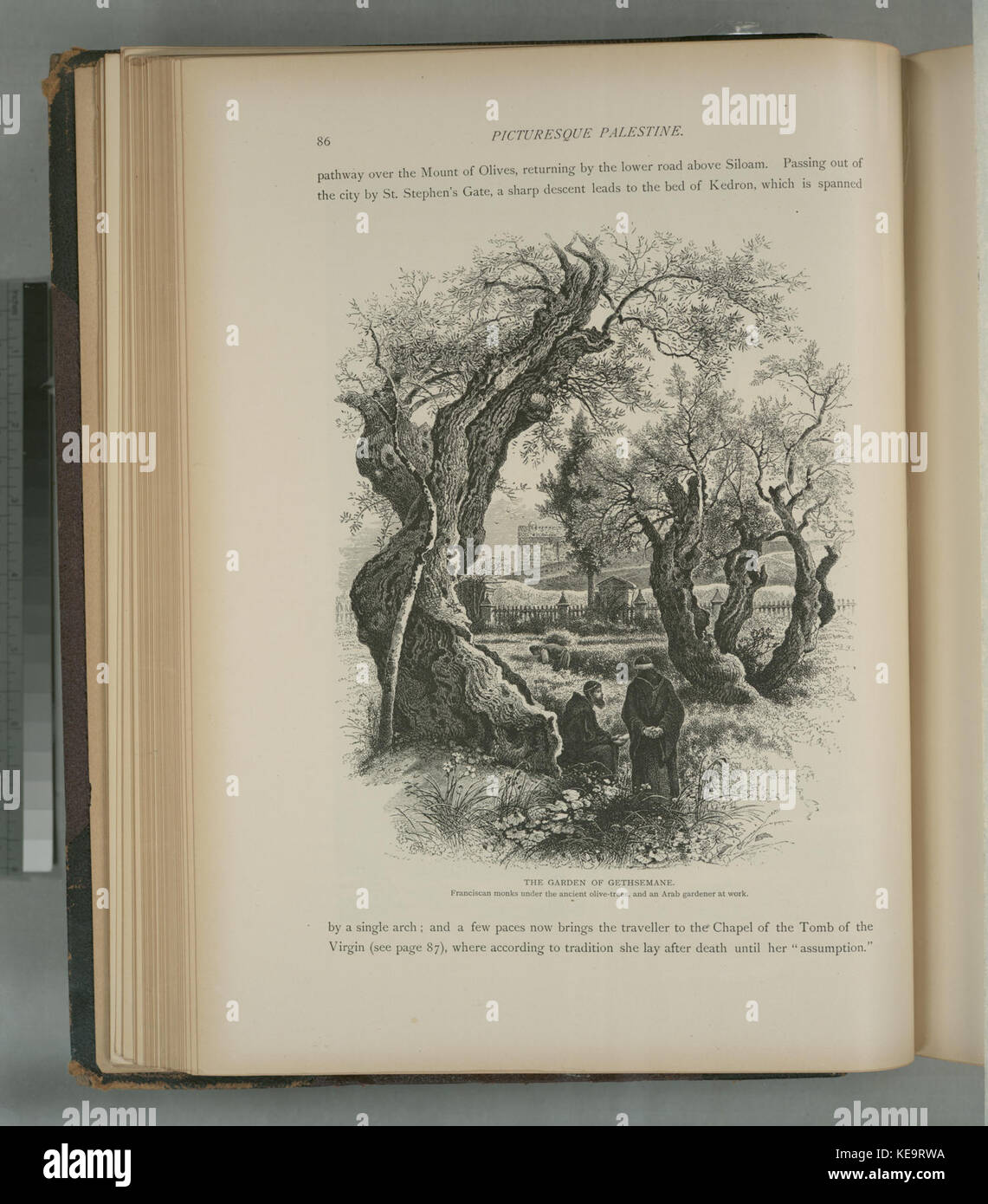 The Garden of Gethsemane, Franciscan monks under the ancient olive trees, and an Arab gardener at work (NYPL b10607452 80305) Stock Photo