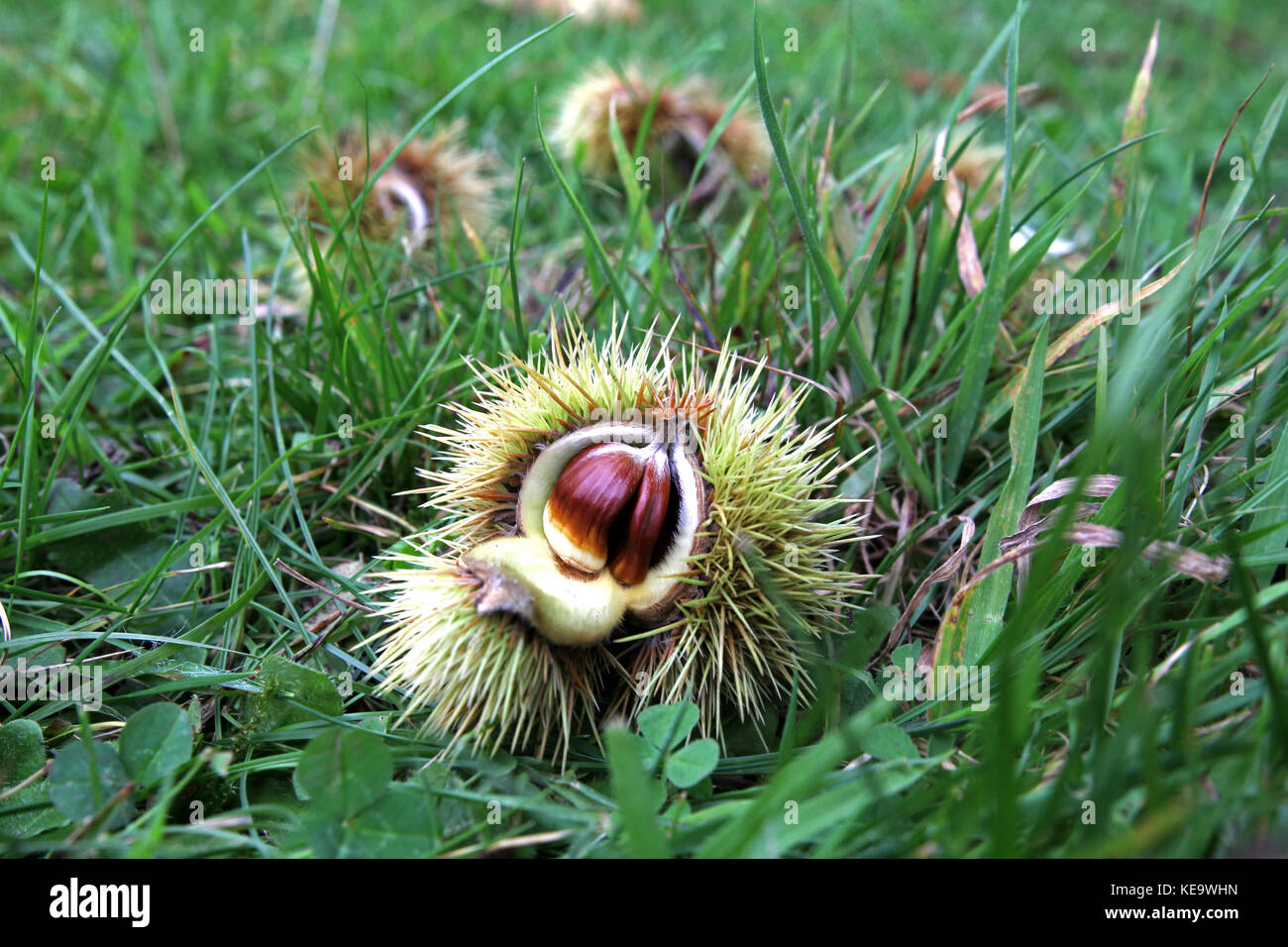 Fallen, windfall sweet chestnut fruiting bodies. The sweet chestnuts ...
