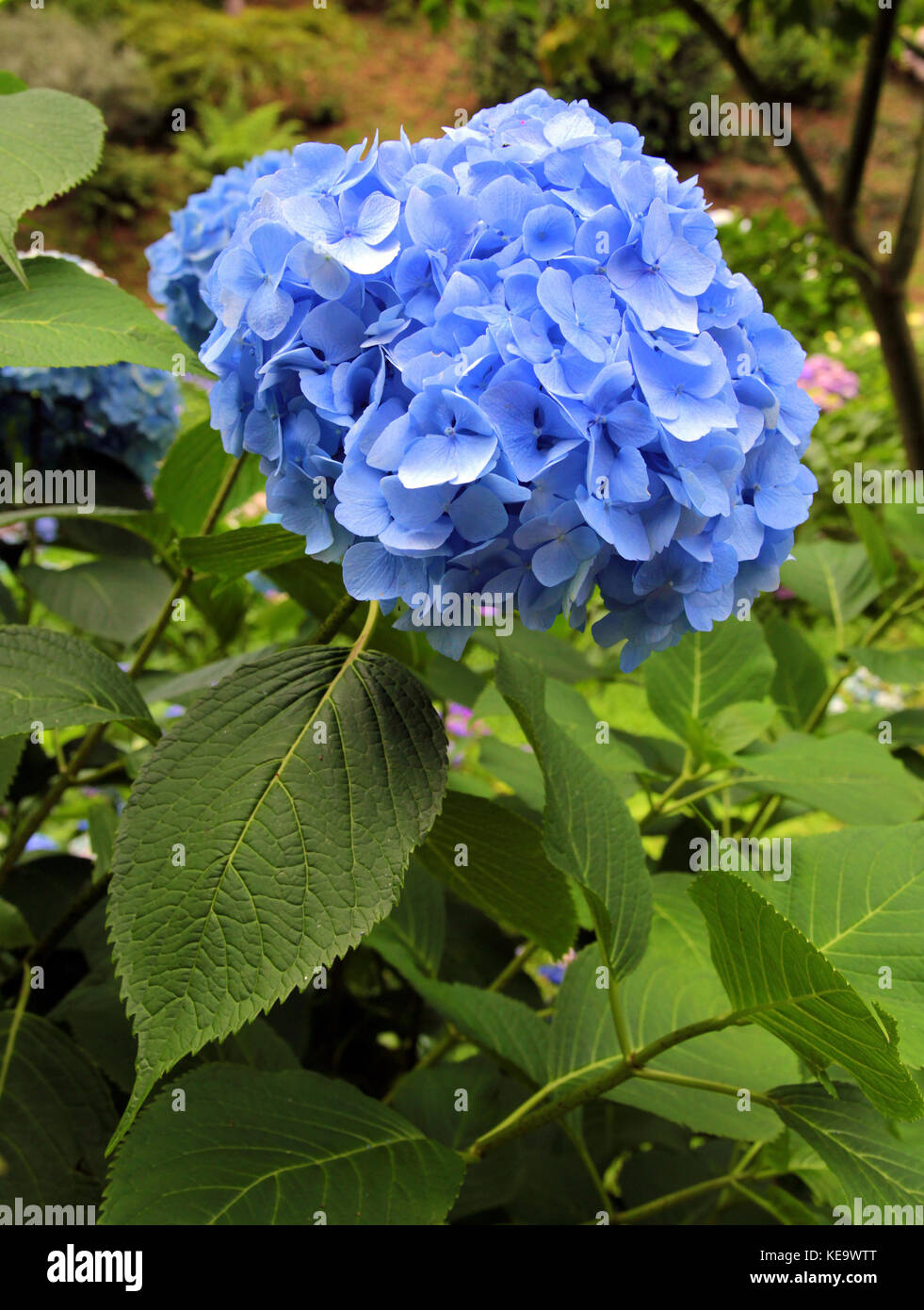 Blue Hyadrangea flower  in a garden setting. Single head on plant is shown close up. The blue color is vivid and pretty. Stock Photo