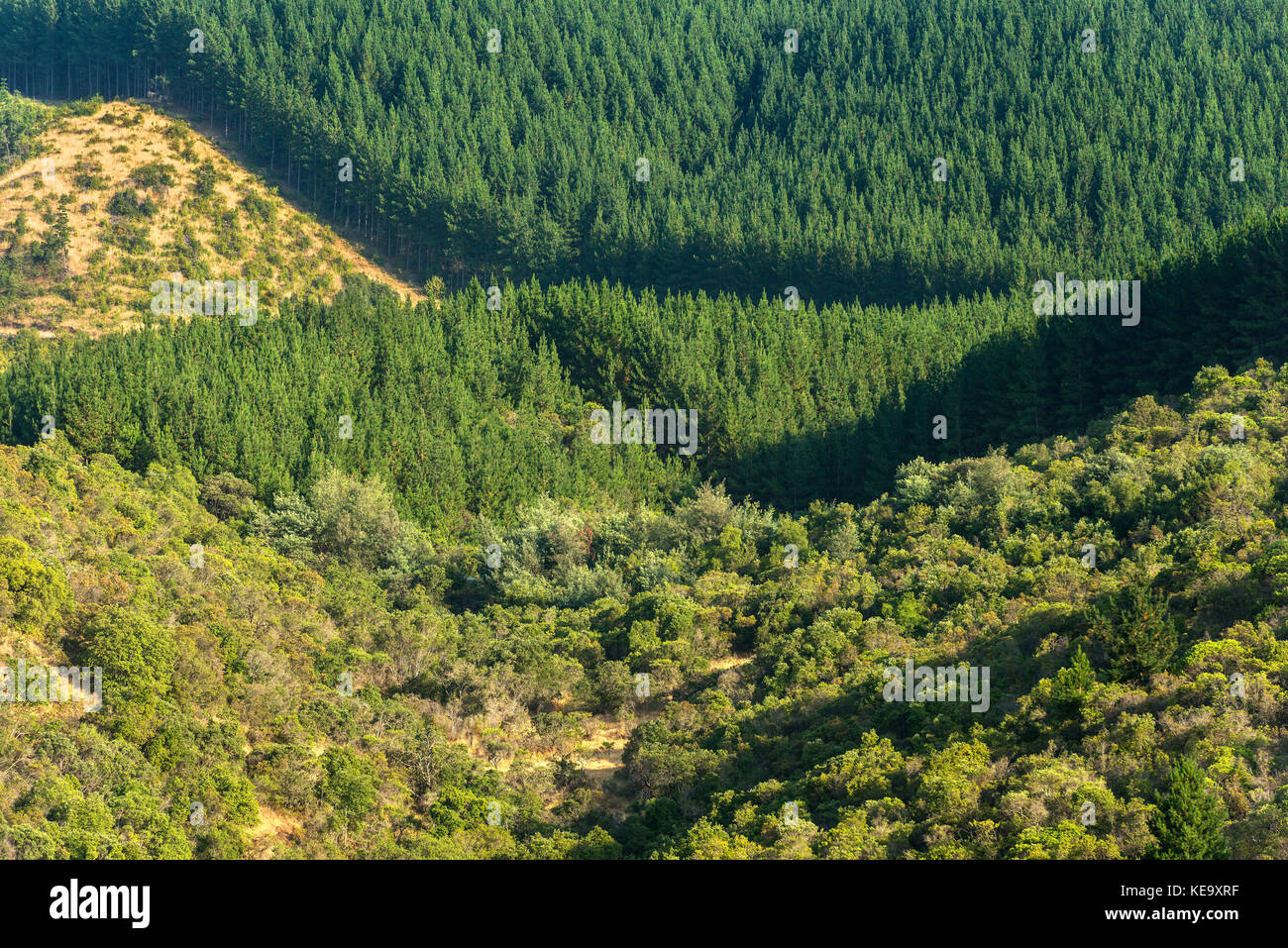Tree plantations for the forest industry in the Maule Region Stock Photo