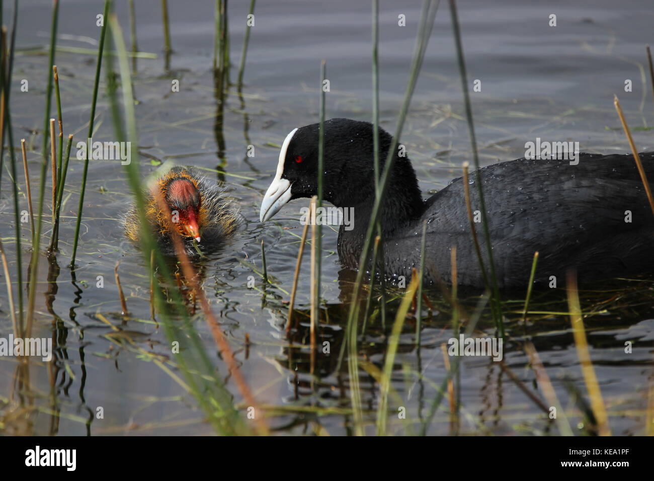 Pond birds with spring chickens (cygnets and coot chicks Stock Photo ...