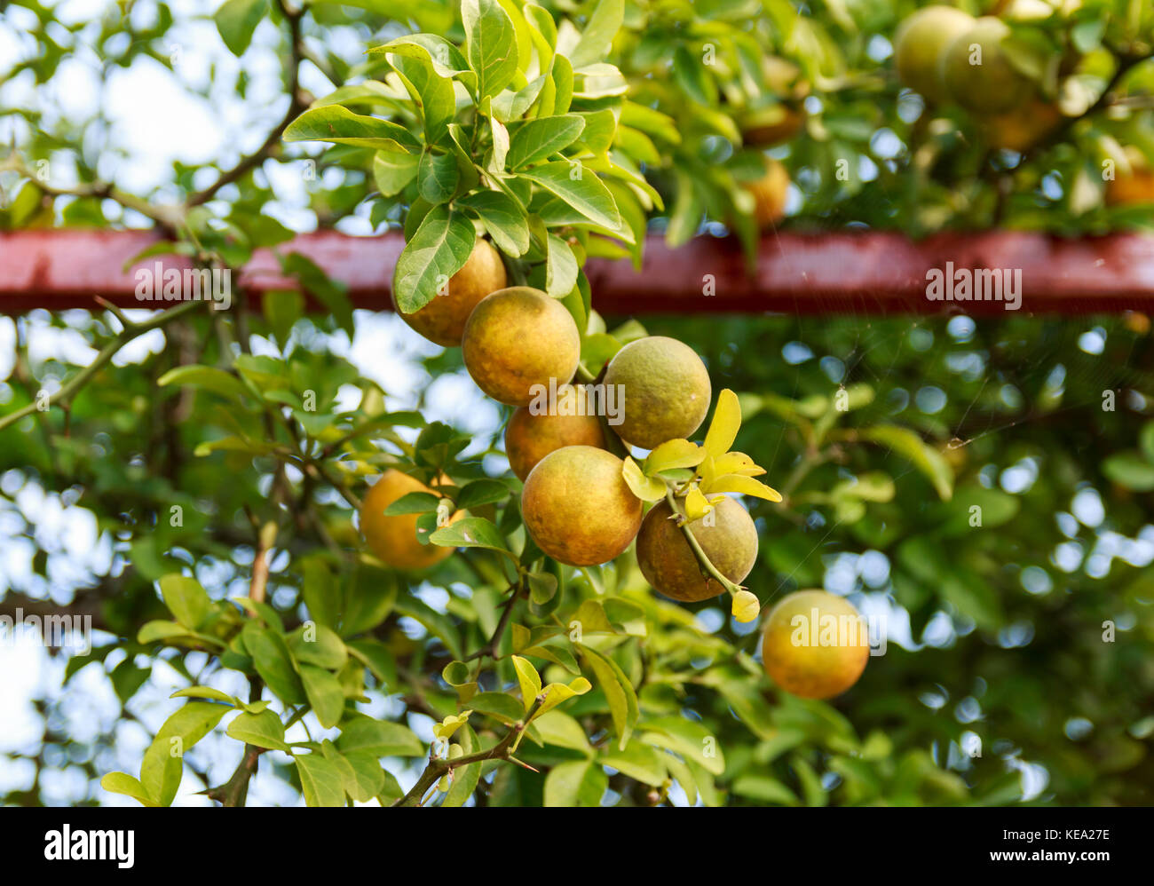 Poncirus Trifoliata. Bitter Orange tree. Citrus Trifoliata Fruit Tree