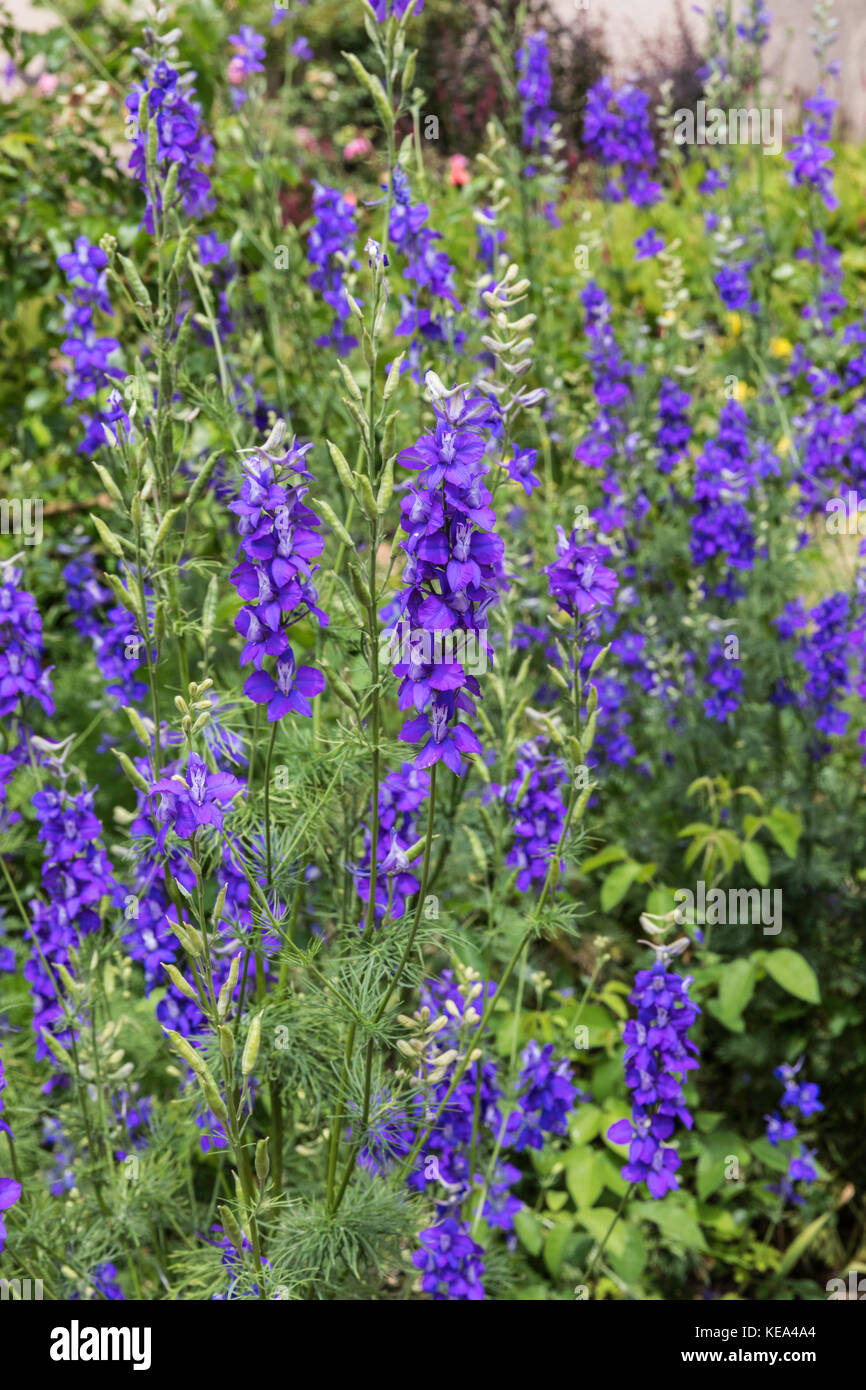 Delphinium garden hi-res stock photography and images - Alamy