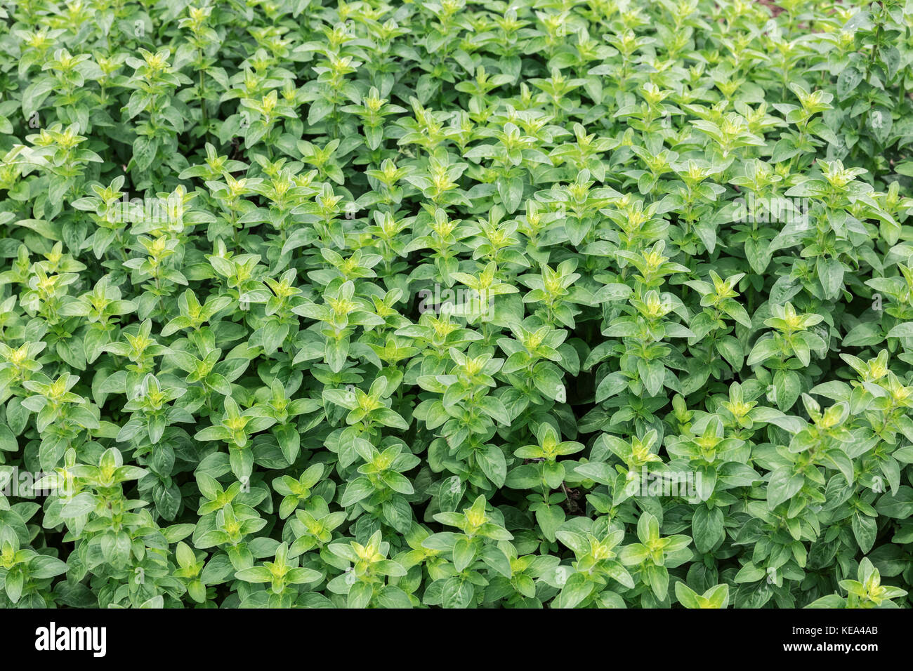 Thyme (Thymus vulgaris) growing in a garden Stock Photo Alamy
