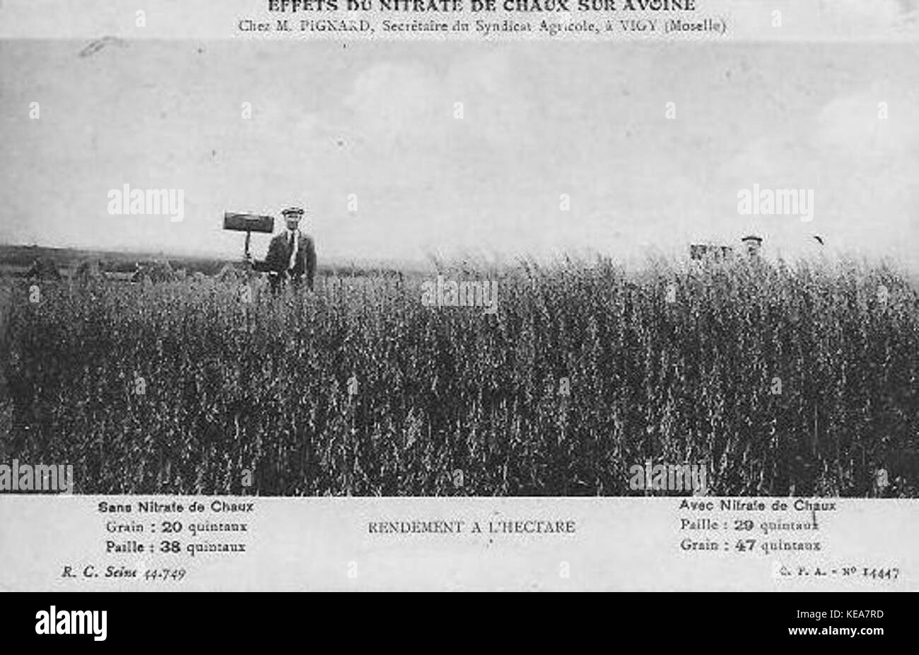 Effets du nitrate de chaux sur avoine Stock Photo