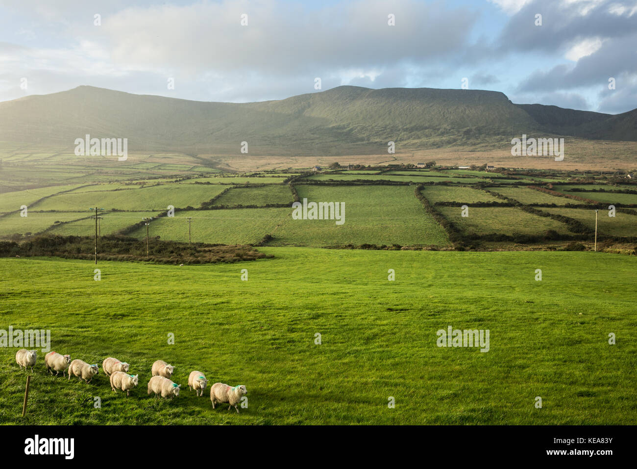 Flock of Sheep, Dingle Peninsula, Ireland Stock Photo