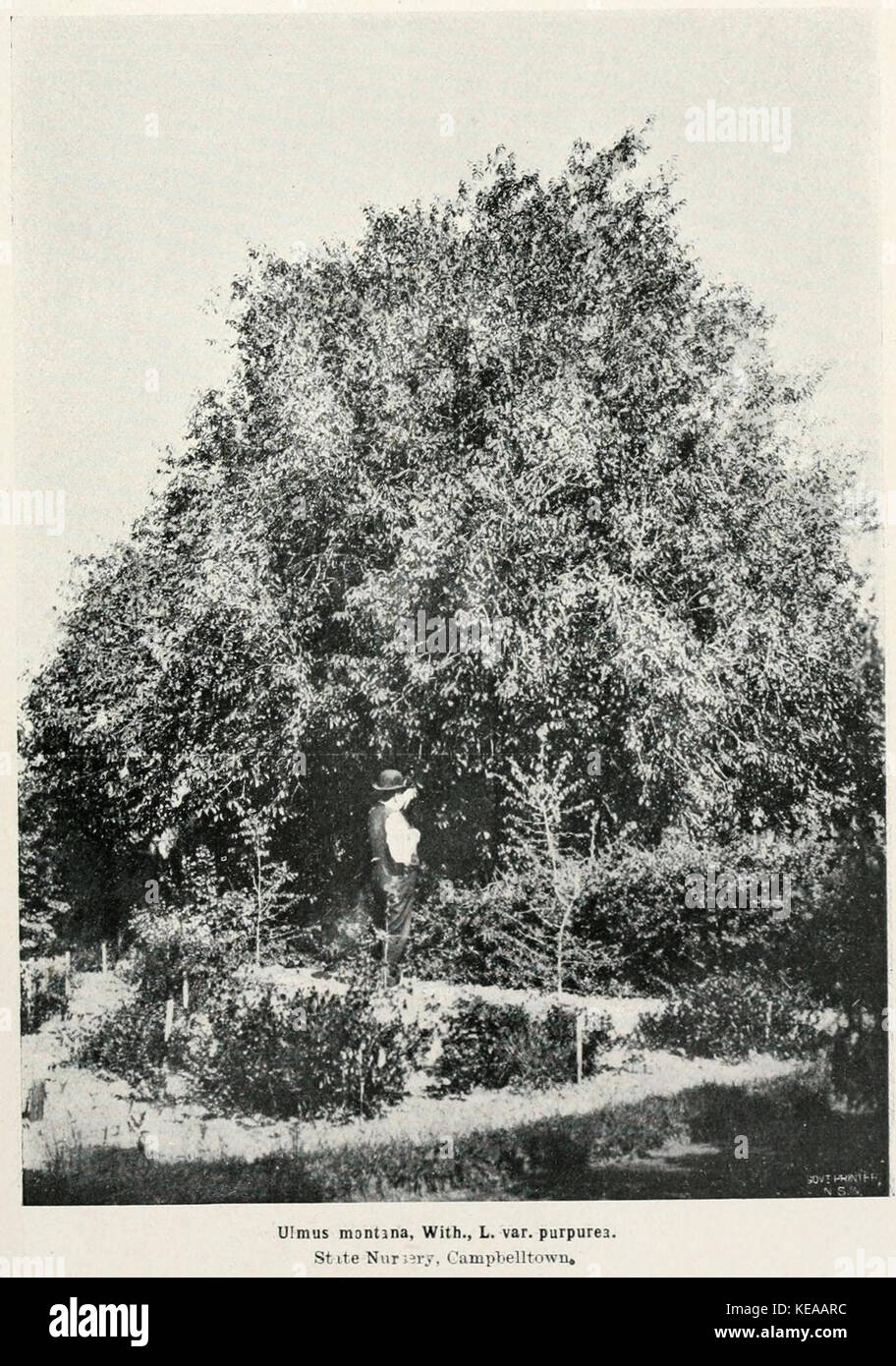 Ulmus montana, With., L. var. purpurea. State Nursery, Campbelltown Stock Photo