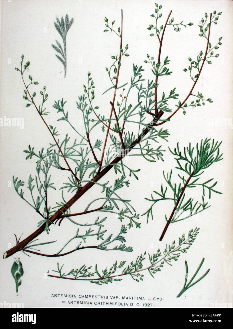 Artemisia campestris subsp. maritima (1a) Stock Photo