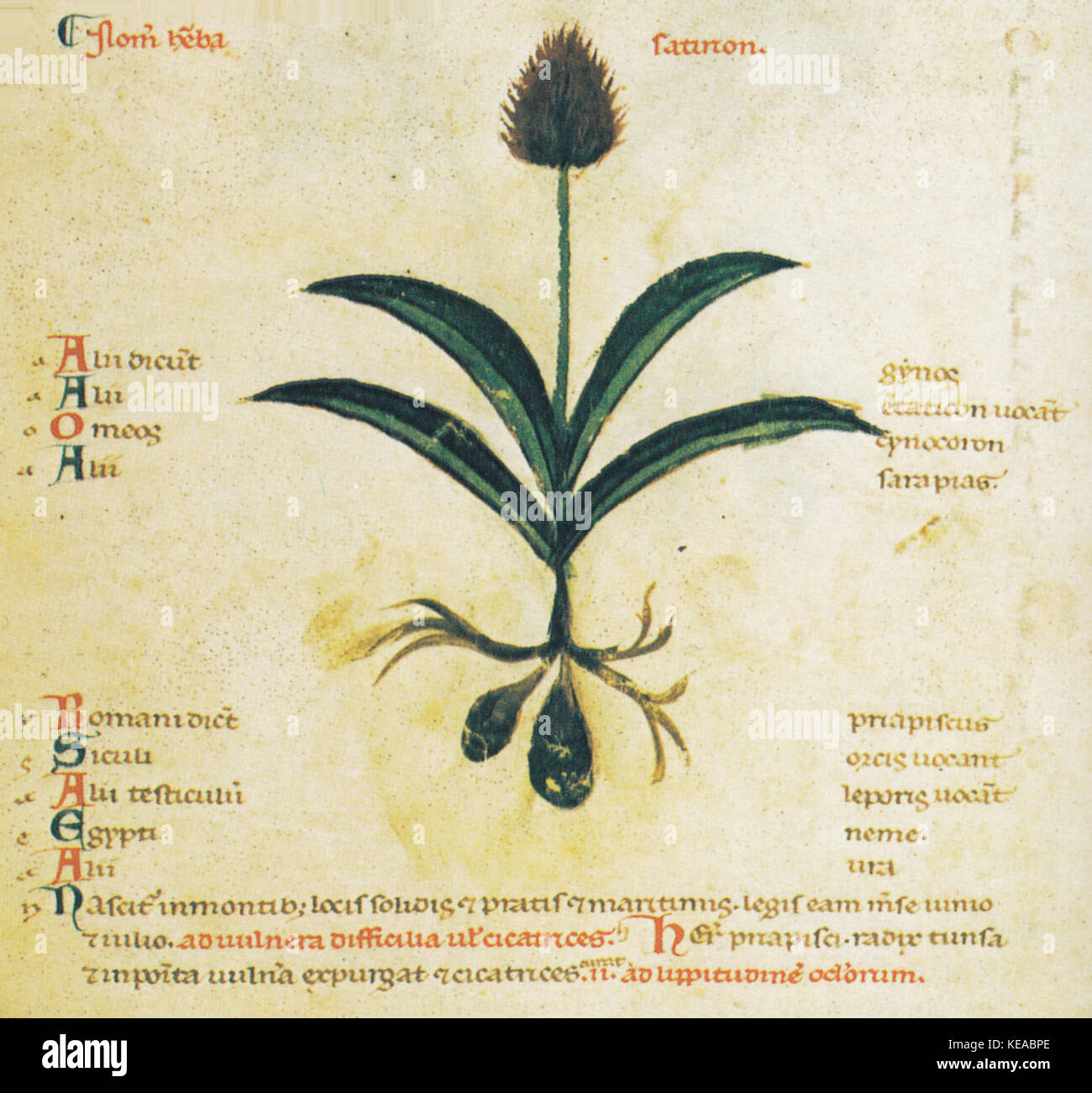 Pseudo Apuleius, Wien Stock Photo Alamy