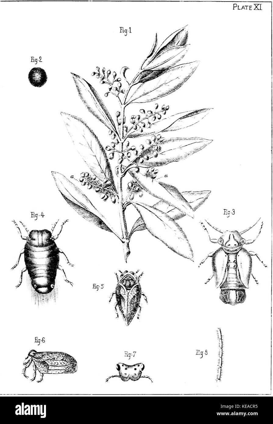 The Olive Its Culture in Theory and Practice plate11 Stock Photo Alamy