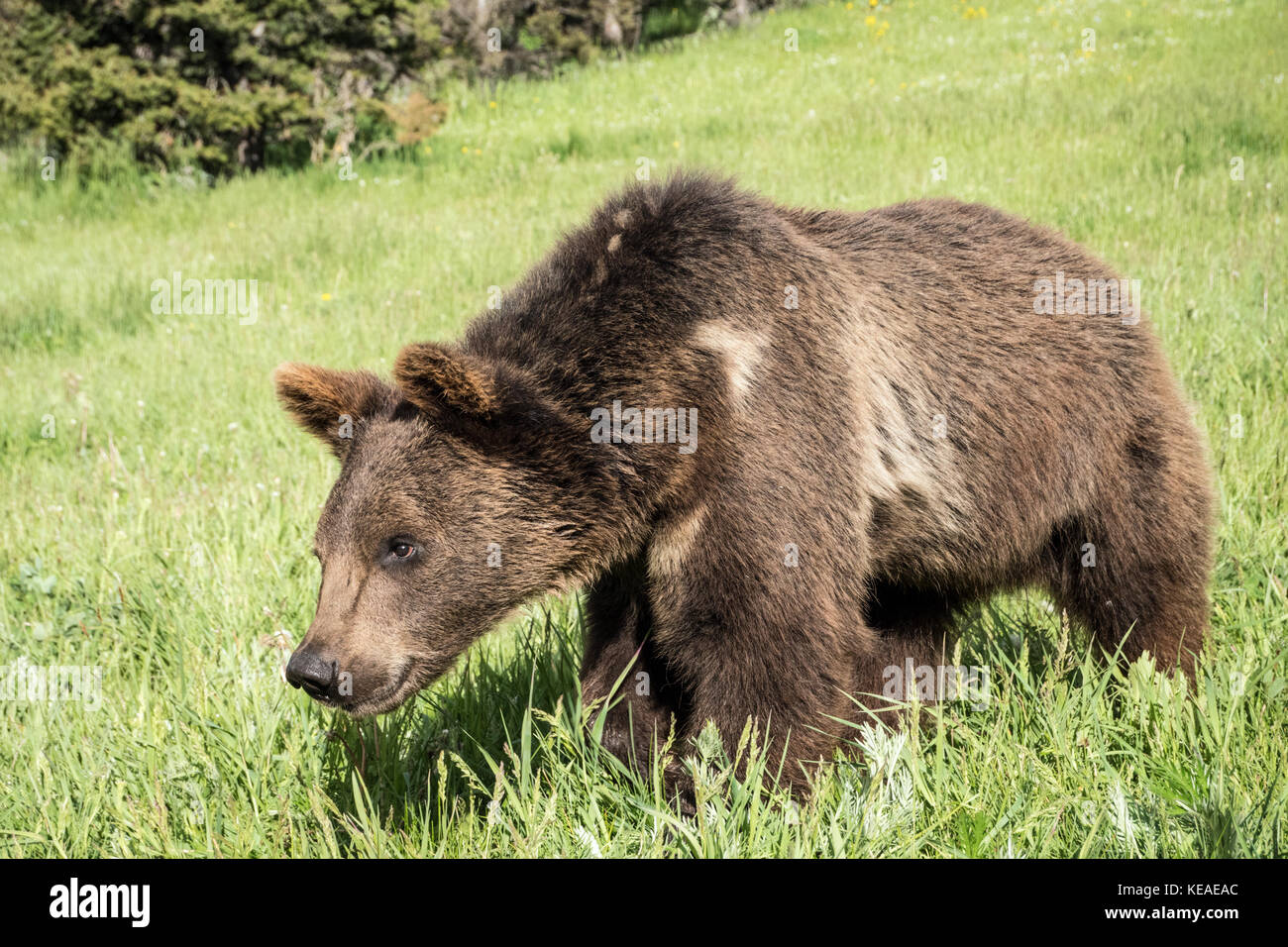 Young Grizzly Bear walking in a meadow near Bozeman, Montana, USA.  Captive animal. Stock Photo