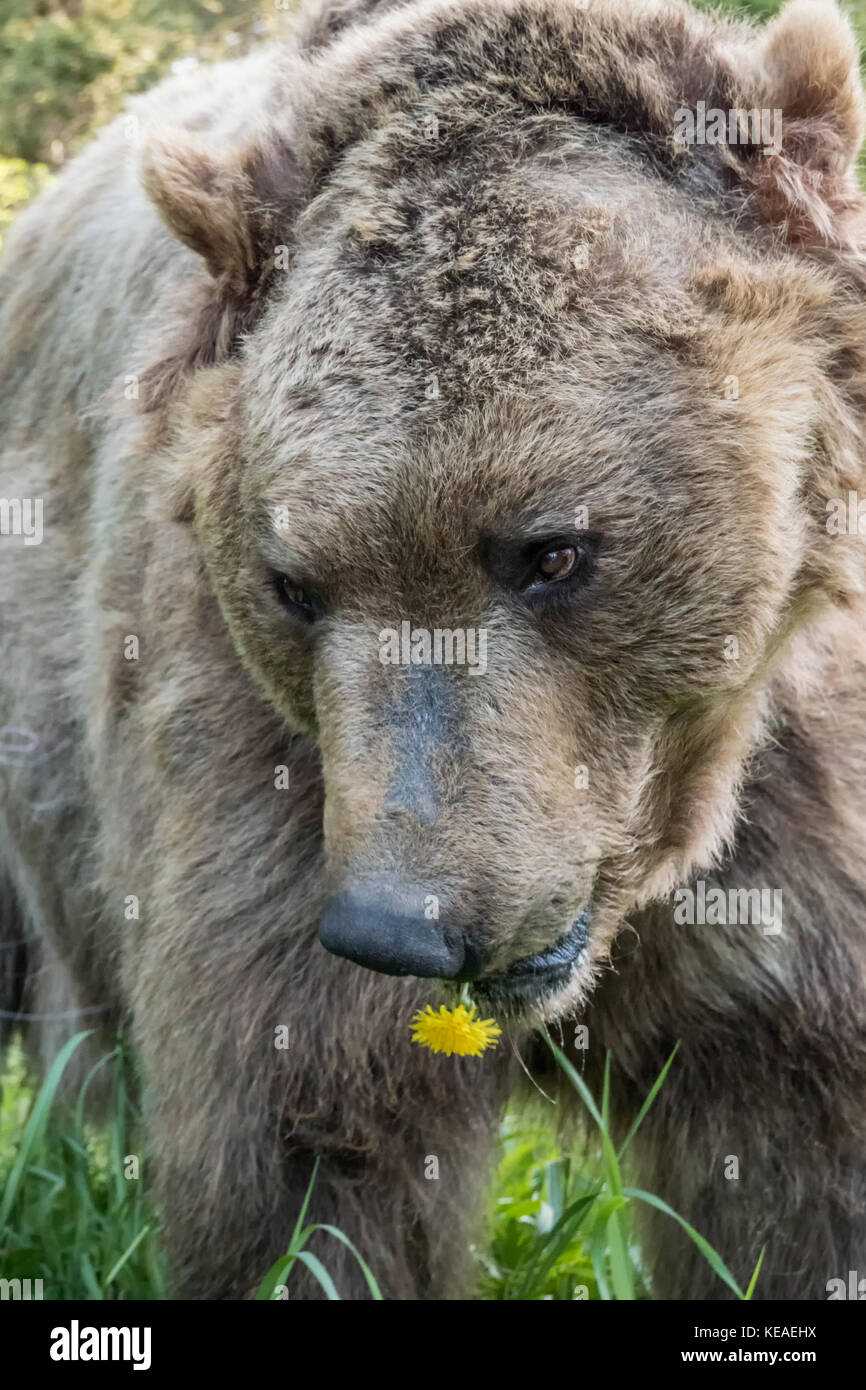 Grizzly Bear eating a dandelion, looking very shy, near Bozeman, Montana,  USA. Captive animal Stock Photo - Alamy