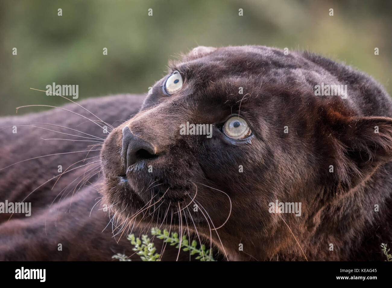 Black panther snarling a warning near Bozeman, Montana, USA. A black