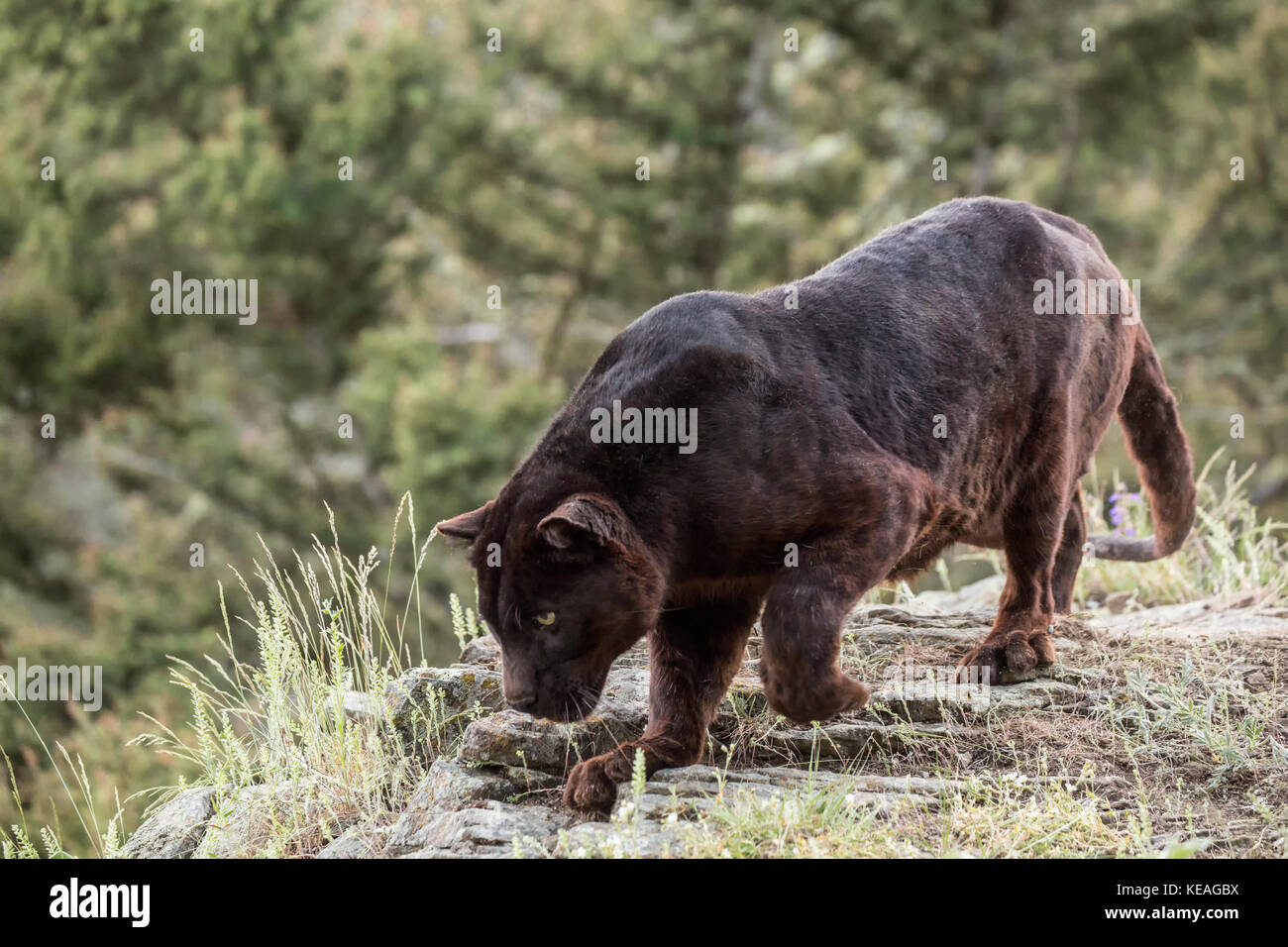 Black panther searching for food near Bozeman, Montana, USA.  A black panther in the Americas is the melanistic color variant of black jaguars (Panthe Stock Photo