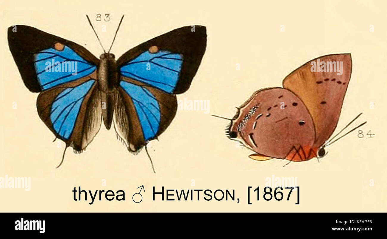 ThyreaHewitson1867OD Stock Photo