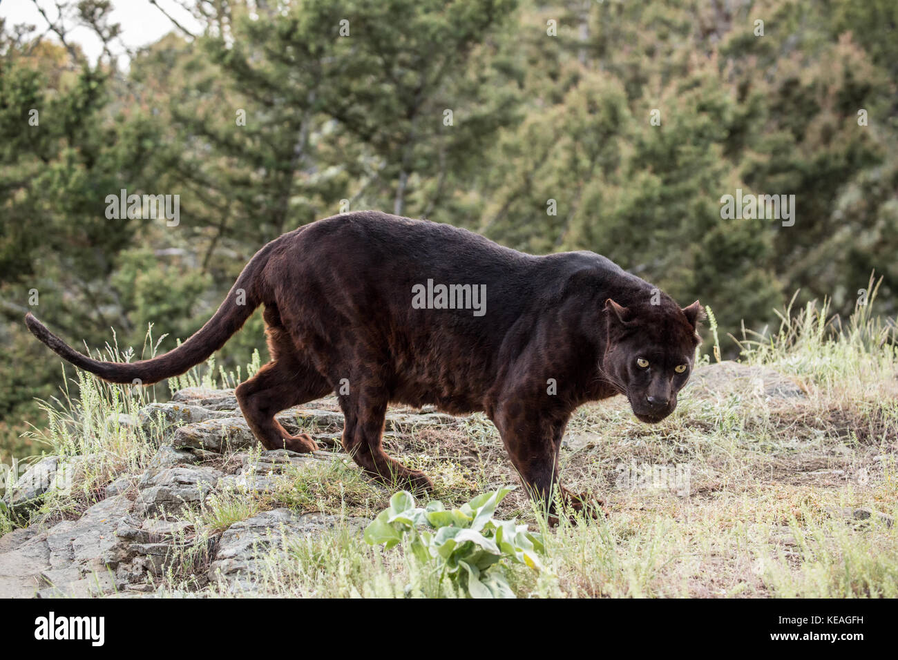 Black panther searching for food near Bozeman, Montana, USA.  A black panther in the Americas is the melanistic color variant of black jaguars (Panthe Stock Photo