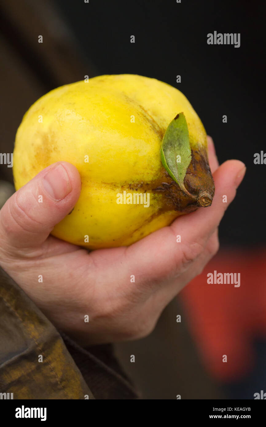 Aromatnaya quince hires stock photography and images Alamy