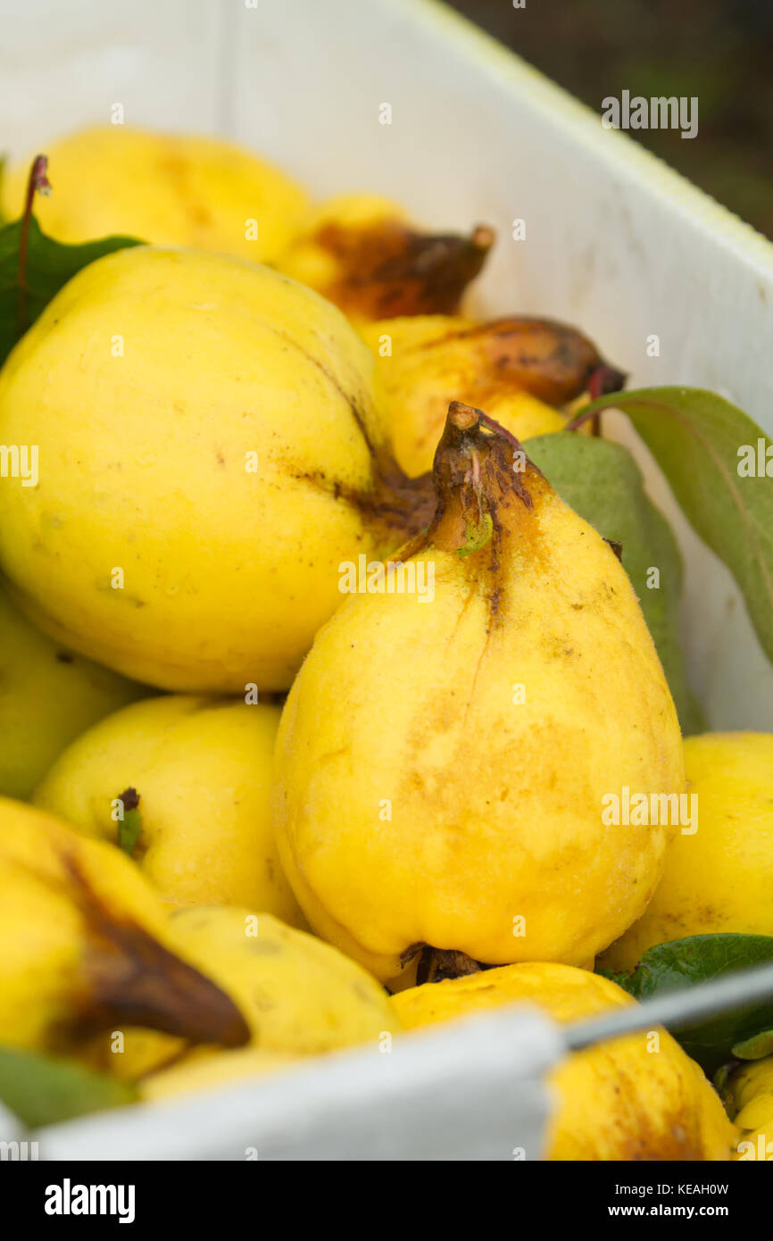 Bin full of Aromatnaya quinces in western Washington, USA Stock Photo