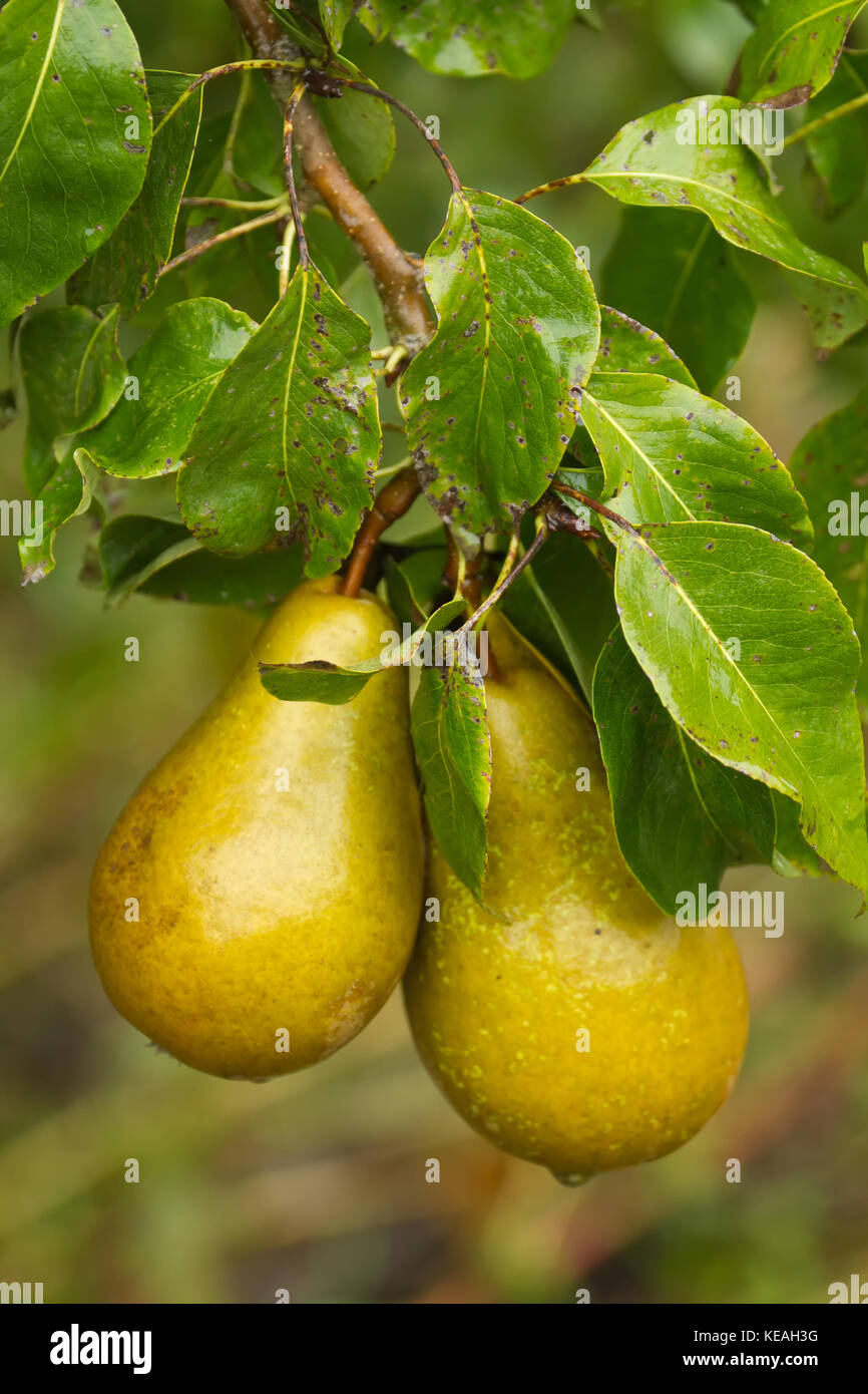 Bosc High Resolution Stock Photography and Images Alamy