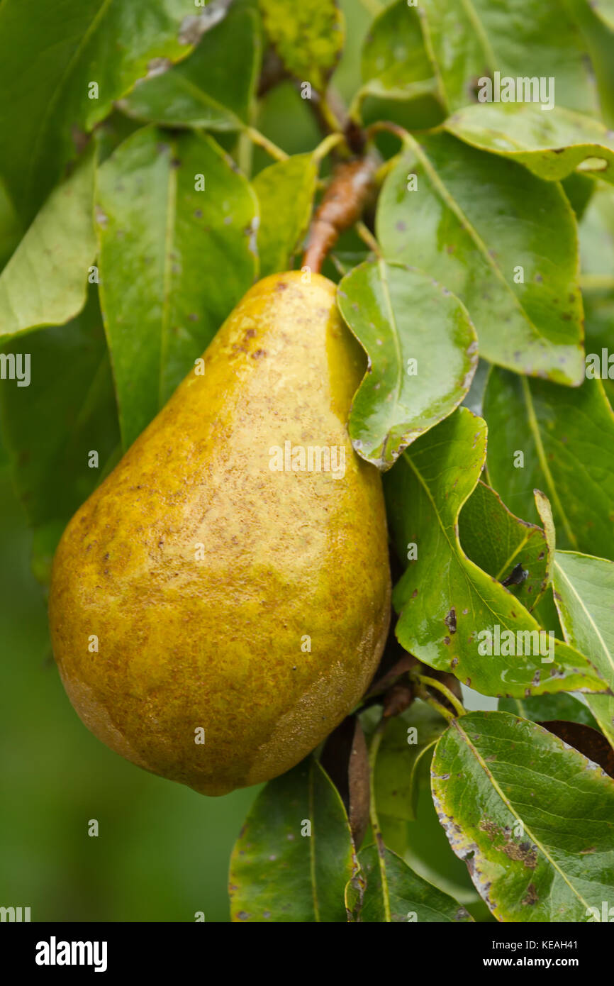 https://c8.alamy.com/comp/KEAH41/close-up-of-a-bosc-pear-growing-on-a-tree-in-western-washington-usa-KEAH41.jpg