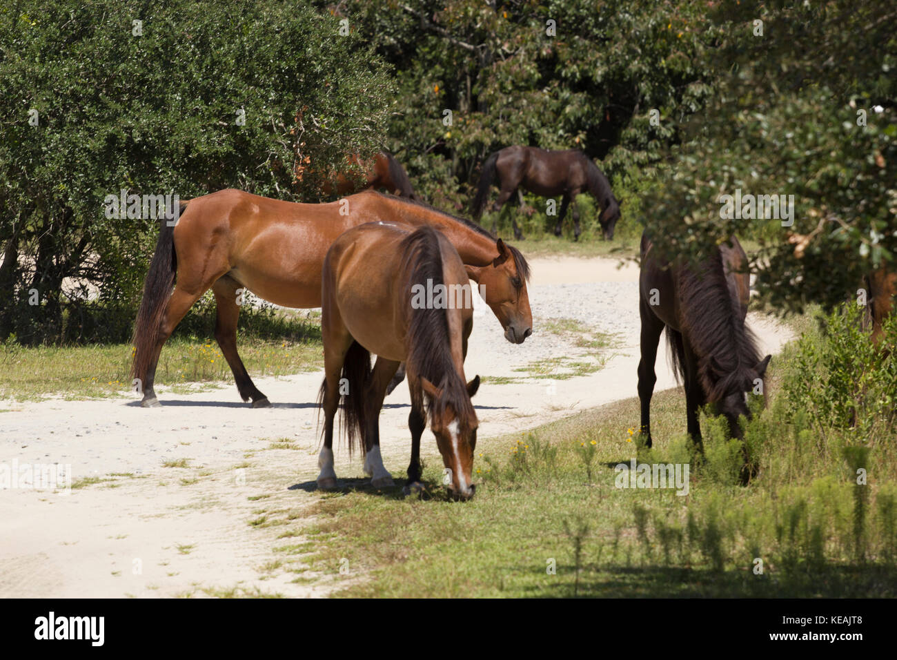 Wild horses of Corolla Stock Photo