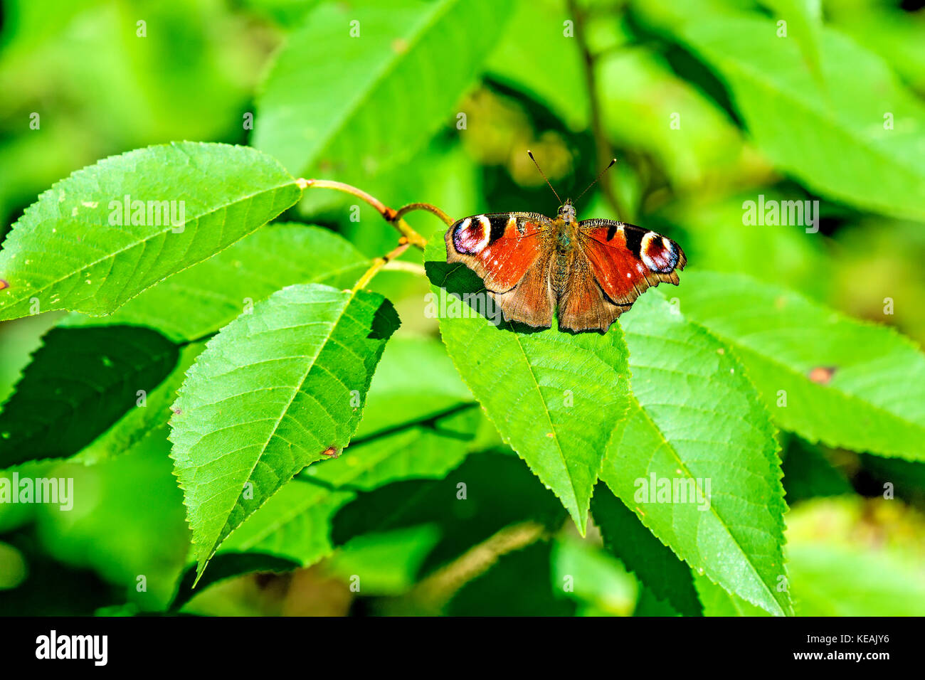 peacock butterfly on a bush Stock Photo - Alamy