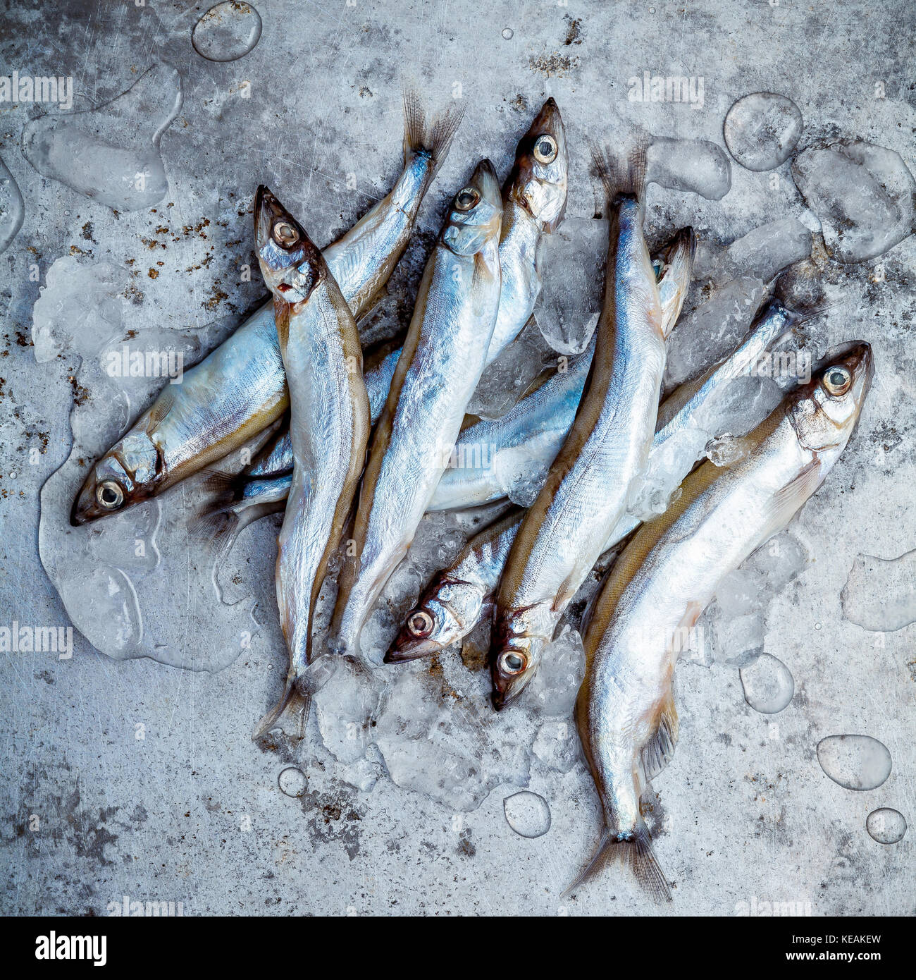 Fresh catch Shishamo fish fully eggs . Shishamo fish is popular fish for Japanese cuisine