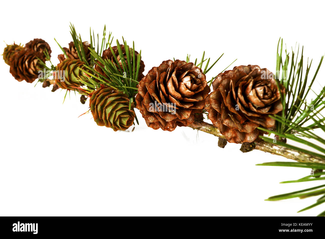 Natural Christmas Decoration: Close-up green branch with pine cones of ...