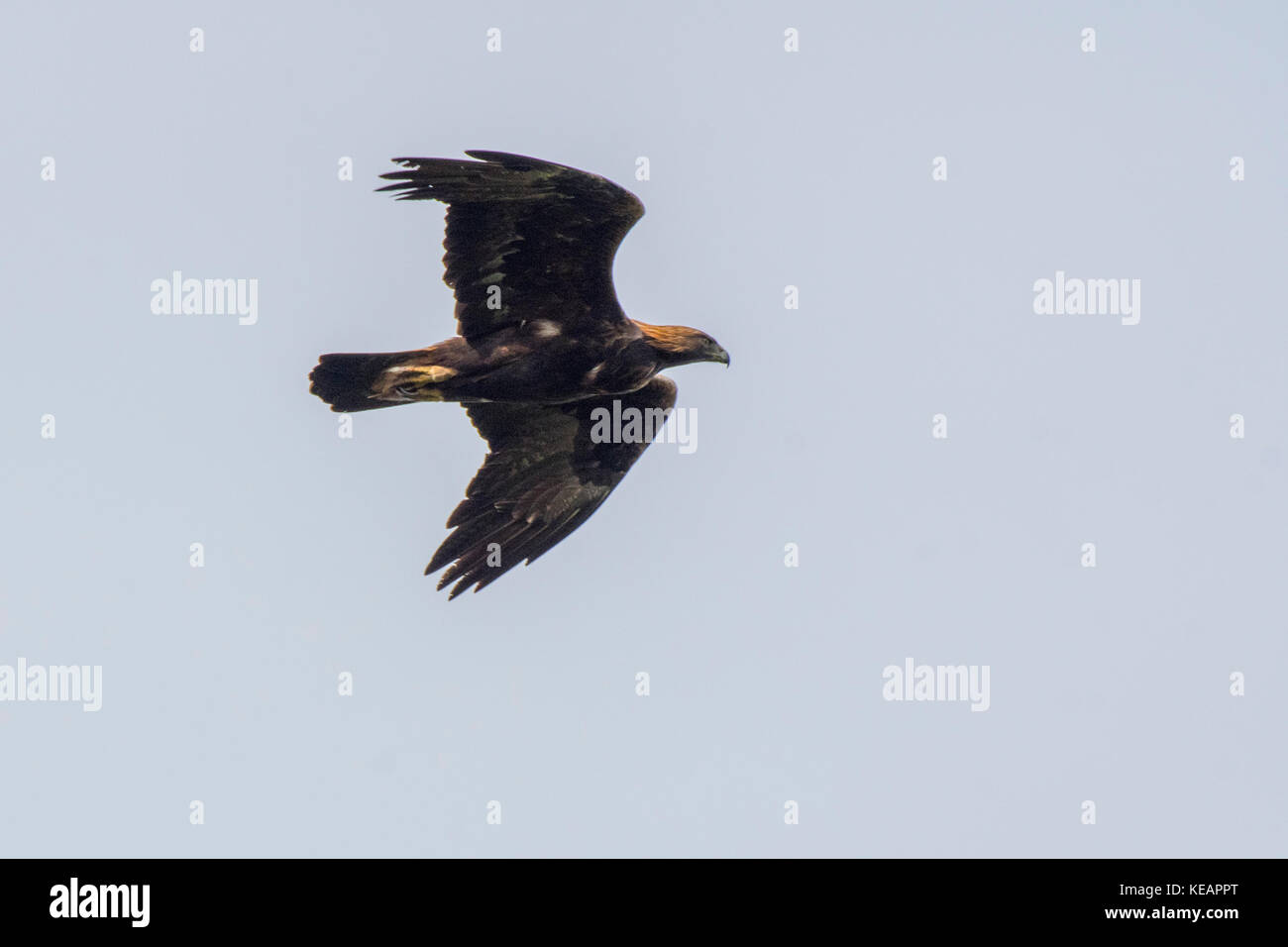 Golden Eagle in Scania Sweden Stock Photo