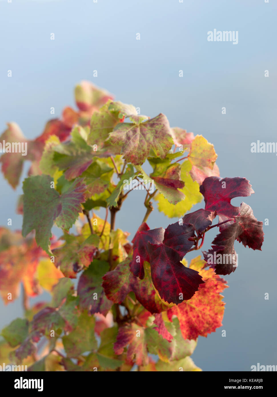 Red vine autumn leaves background Stock Photo - Alamy
