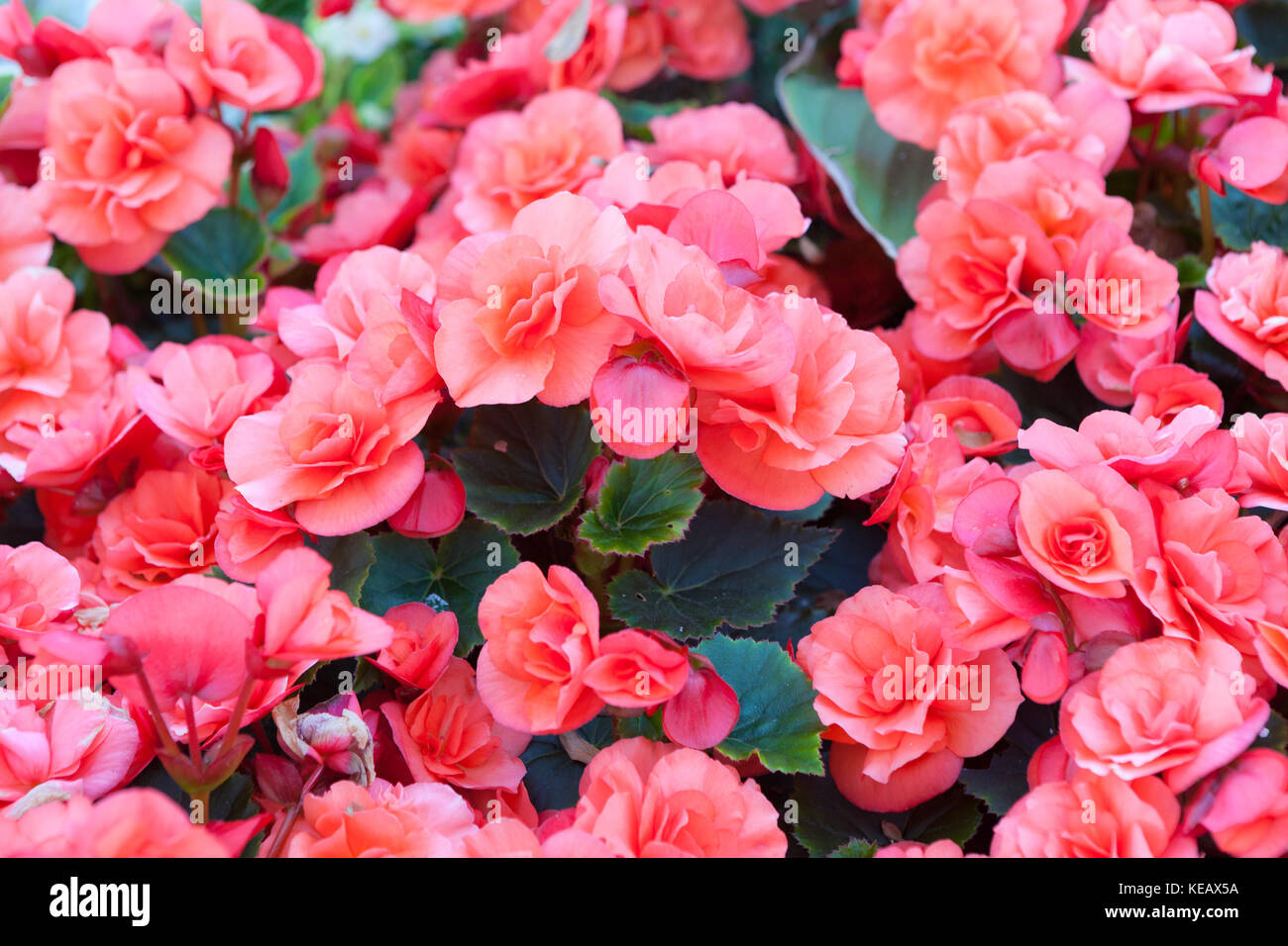 Beautiful flowers park hi-res stock photography and images - Alamy