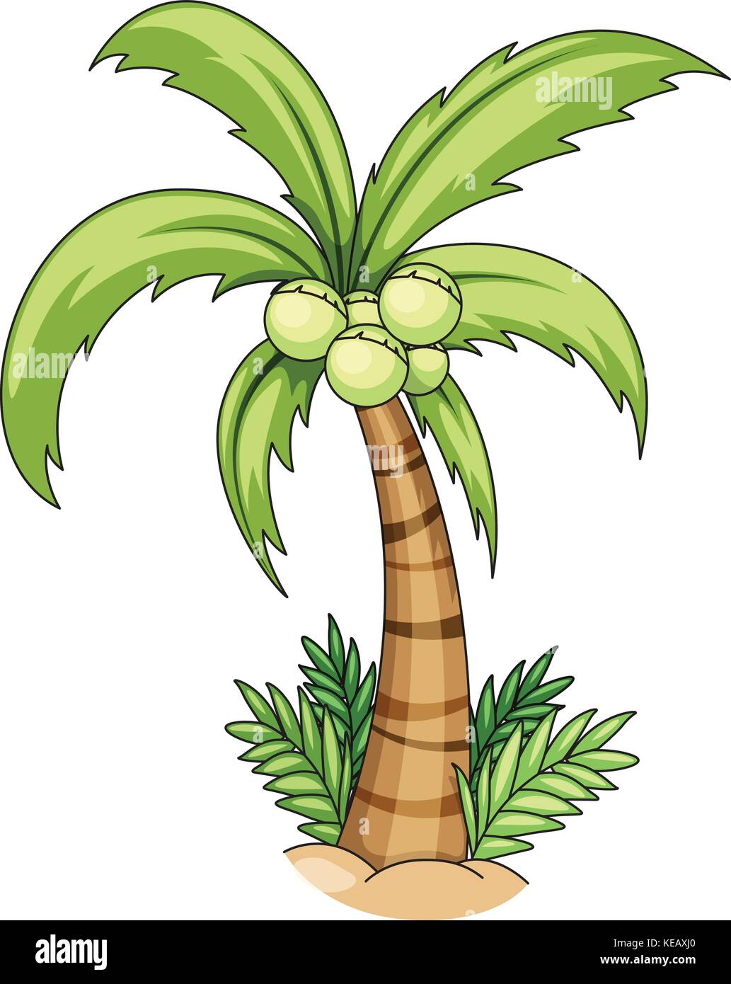 Closeup single coconut tree with coconuts Stock Vector