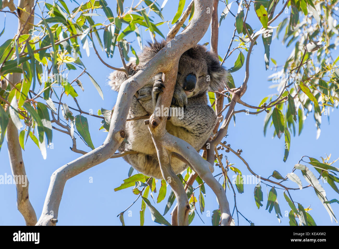 Koala sleeping on a tree Stock Photo