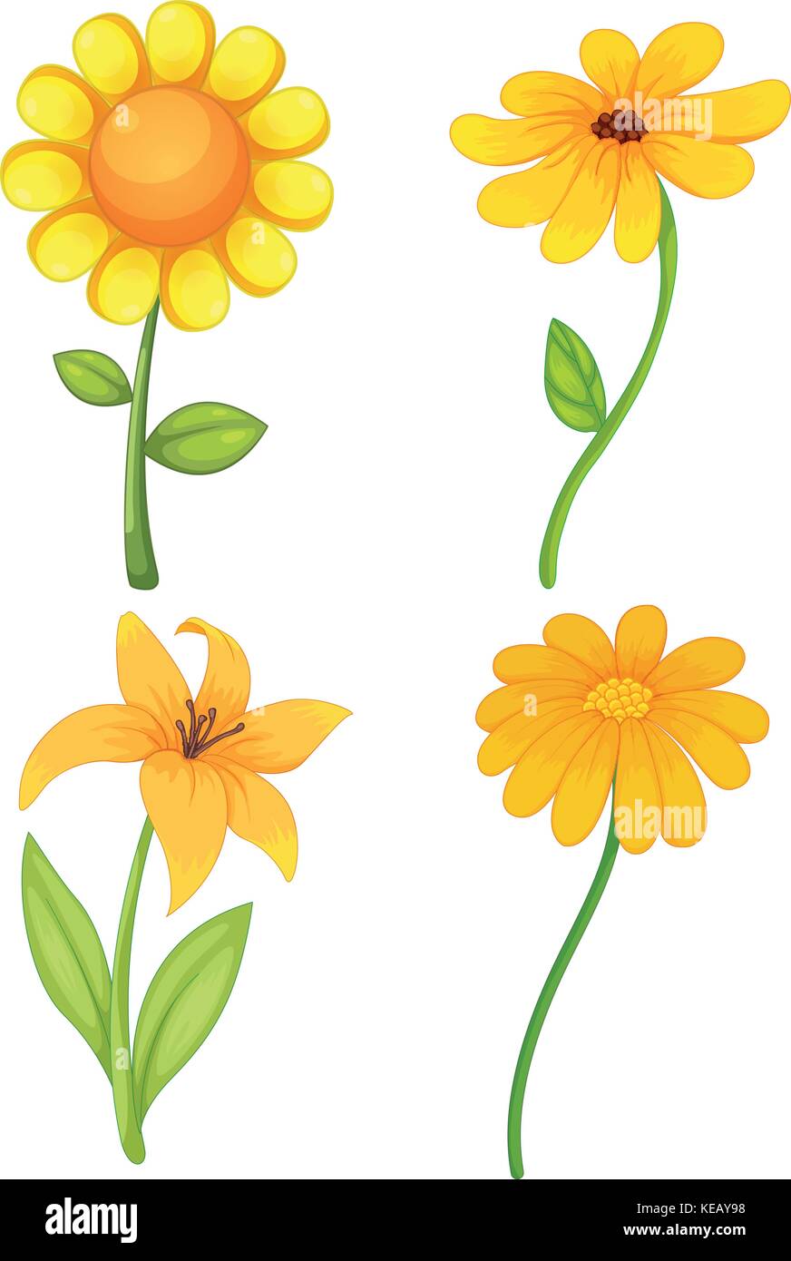 Four different kinds of yellow flowers Stock Vector Image & Art Alamy