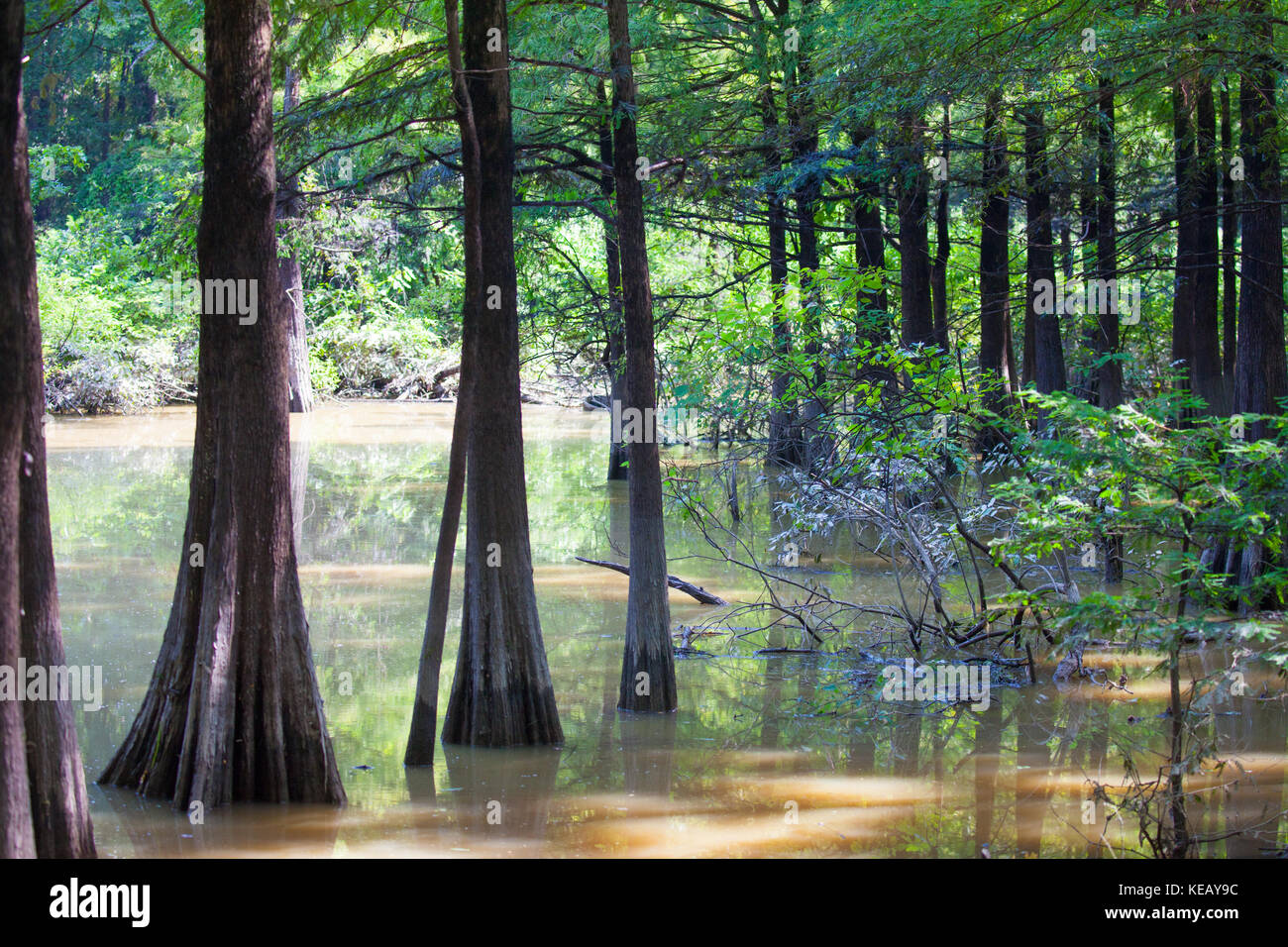 Bald Cypress trees in Fourmile Slough at Camden Wildlife Management Area in Tennessee Stock Photo