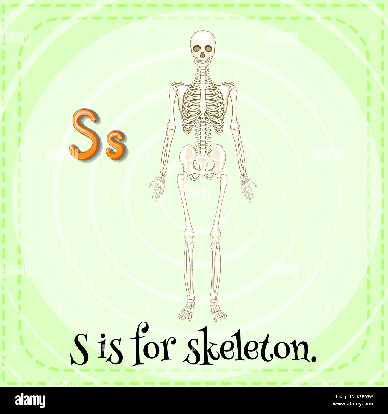 Flashcard Letter S Is For Skeleton Stock Vector Art Illustration
