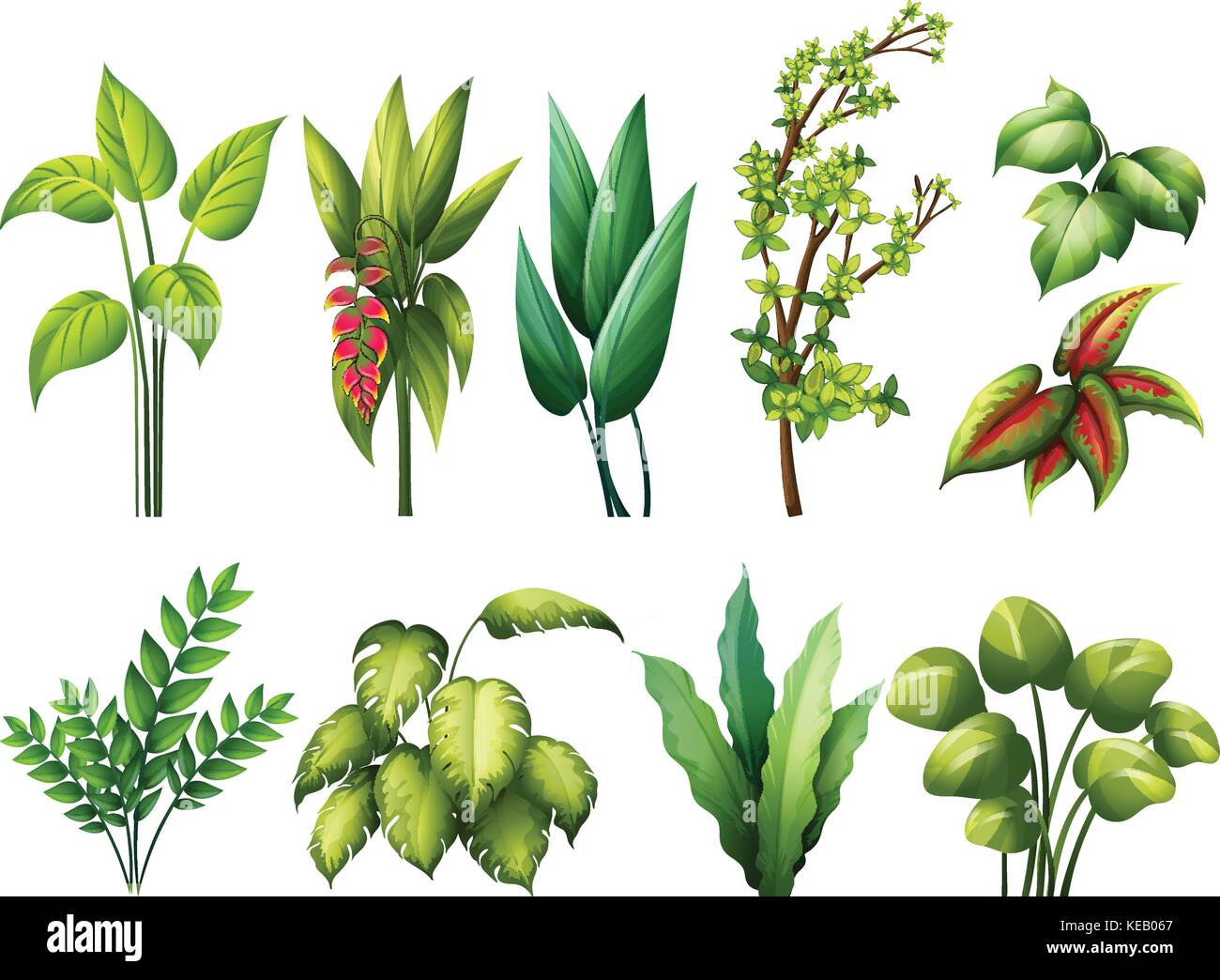 Different kind of plants Stock Vector Image & Art - Alamy