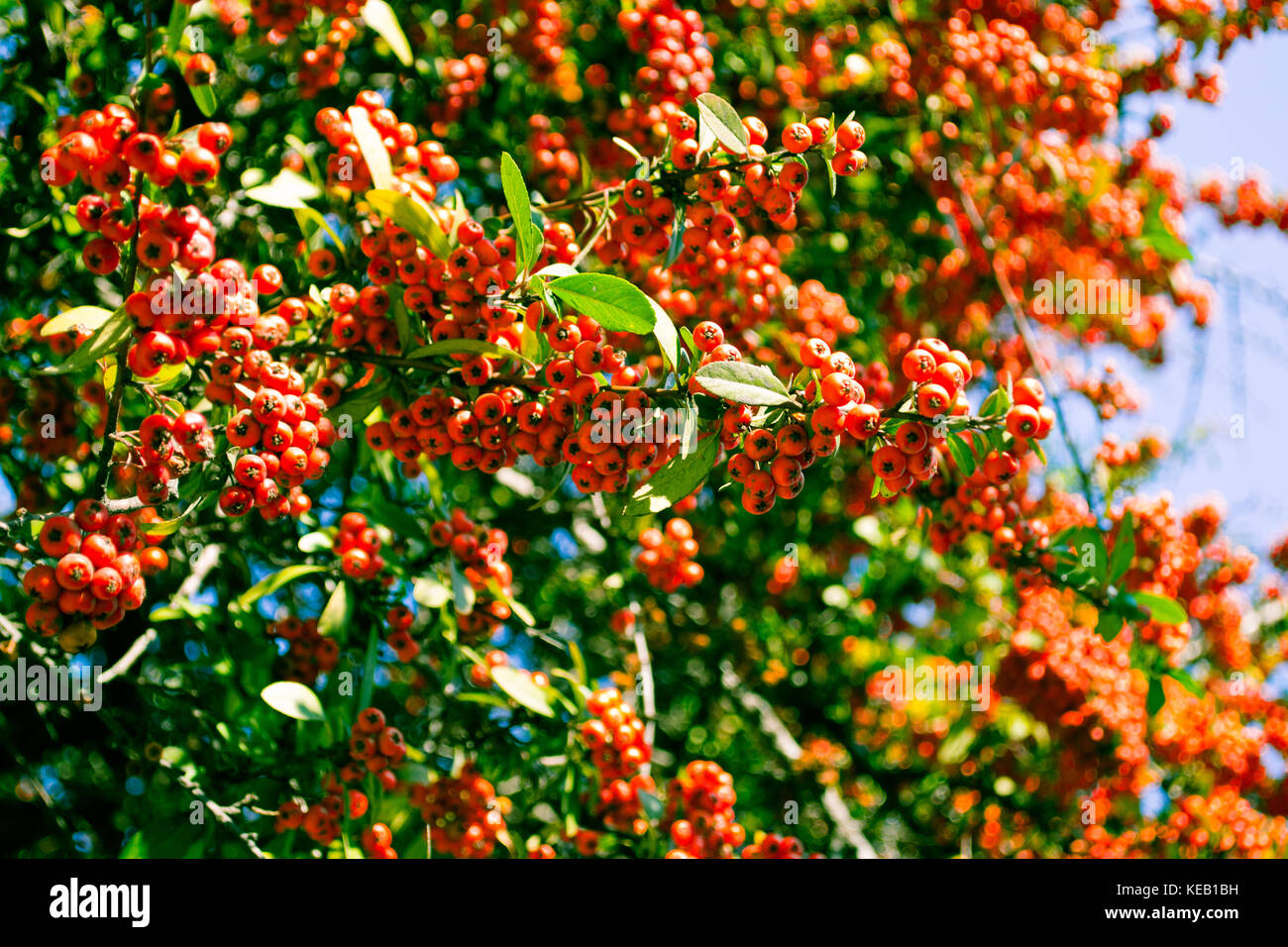 Rowan tree with beautiful red berries Stock Photo