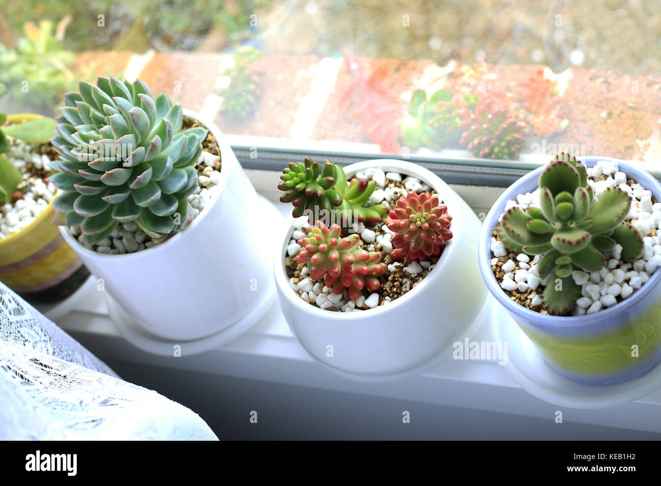 Potted succulents growing near windowsill Stock Photo
