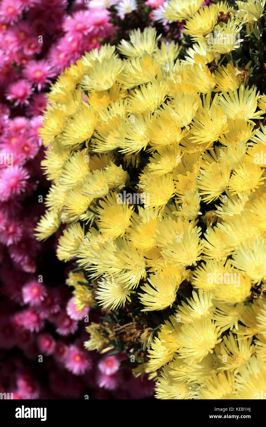 Pink and yellow Pig face flowers or Mesembryanthemum, ice plant flowers, Livingstone Daisies in full bloom Stock Photo