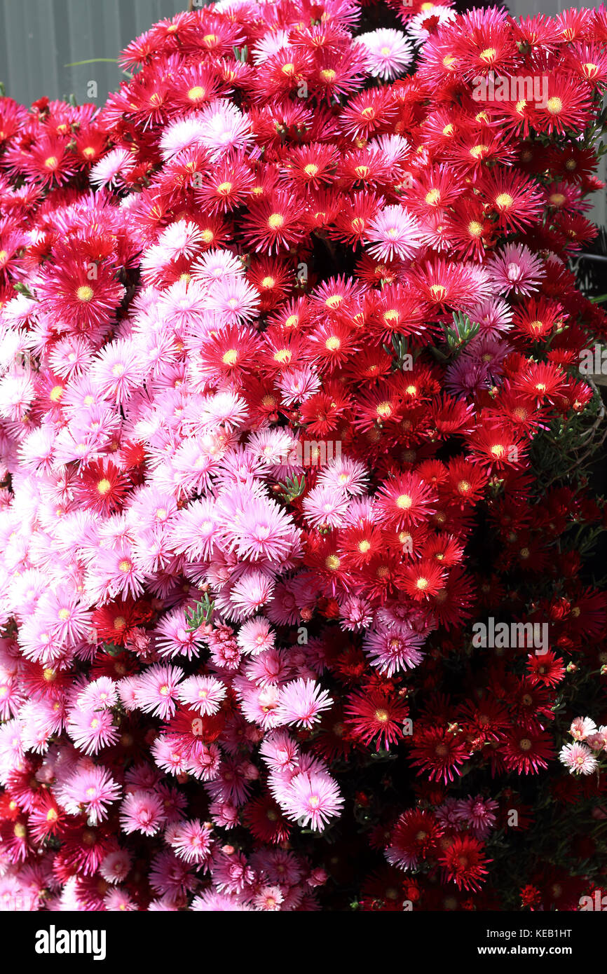 Pink and red Pig face flowers or Mesembryanthemum, ice plant flowers, Livingstone Daisies in full bloom Stock Photo