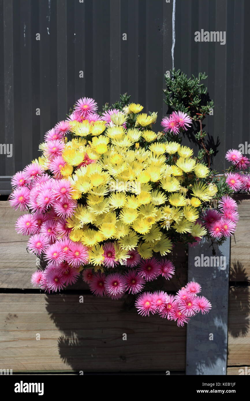 Pink and yellow Pig face flowers or Mesembryanthemum, ice plant flowers, Livingstone Daisies in full bloom Stock Photo